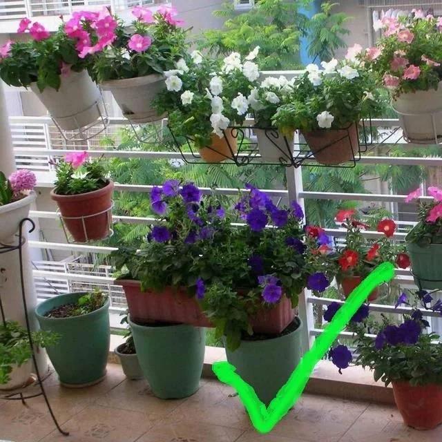 <strong>室內(nèi)養(yǎng)花別亂養(yǎng)!3種花是大忌，這6種花旺財(cái)又養(yǎng)人</strong>