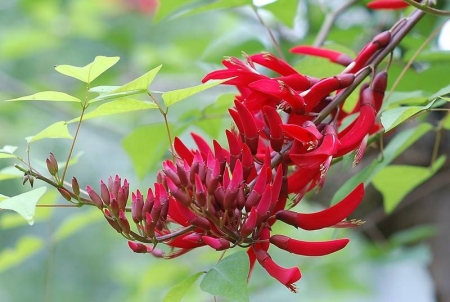 別人生日的時(shí)候應(yīng)該送什么鮮花？