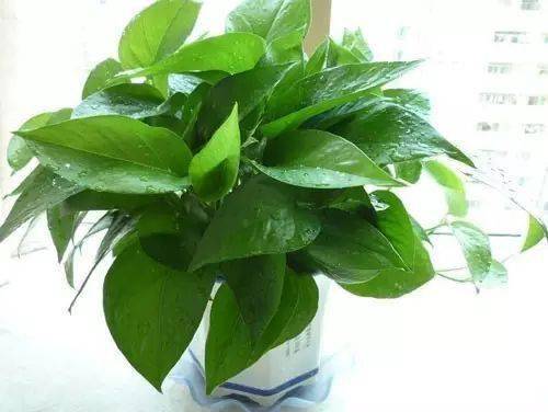 適合在辦公室桌面上養(yǎng)的盆栽綠植！凈化空氣又養(yǎng)眼~