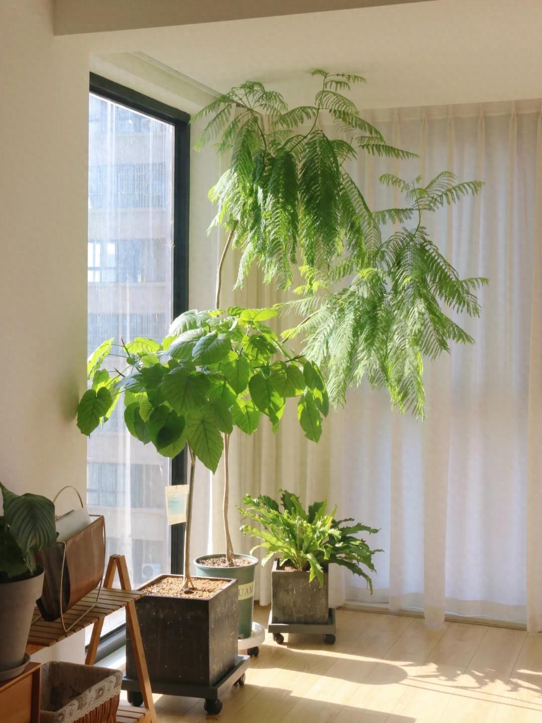 <strong>憑“實(shí)力”走紅的10種樹，養(yǎng)在“客廳”真哇塞，難怪網(wǎng)友喜歡</strong>