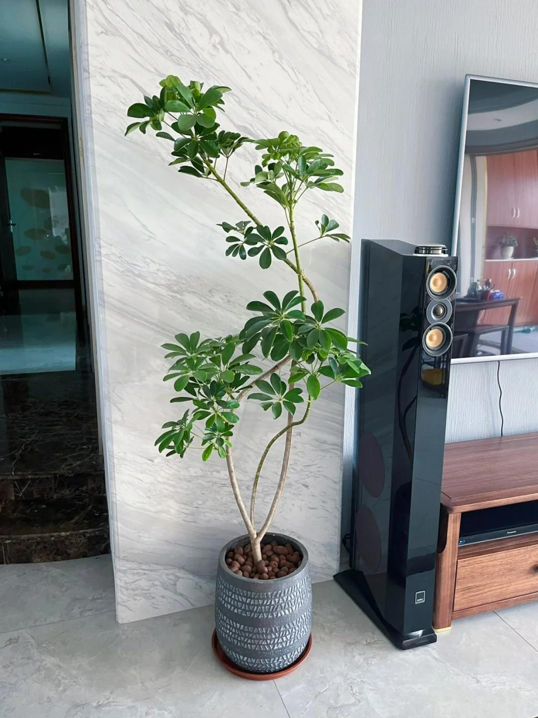 適合在客廳養(yǎng)的綠植有哪些_客廳養(yǎng)綠植適合有什么花_客廳養(yǎng)綠植適合有什么植物