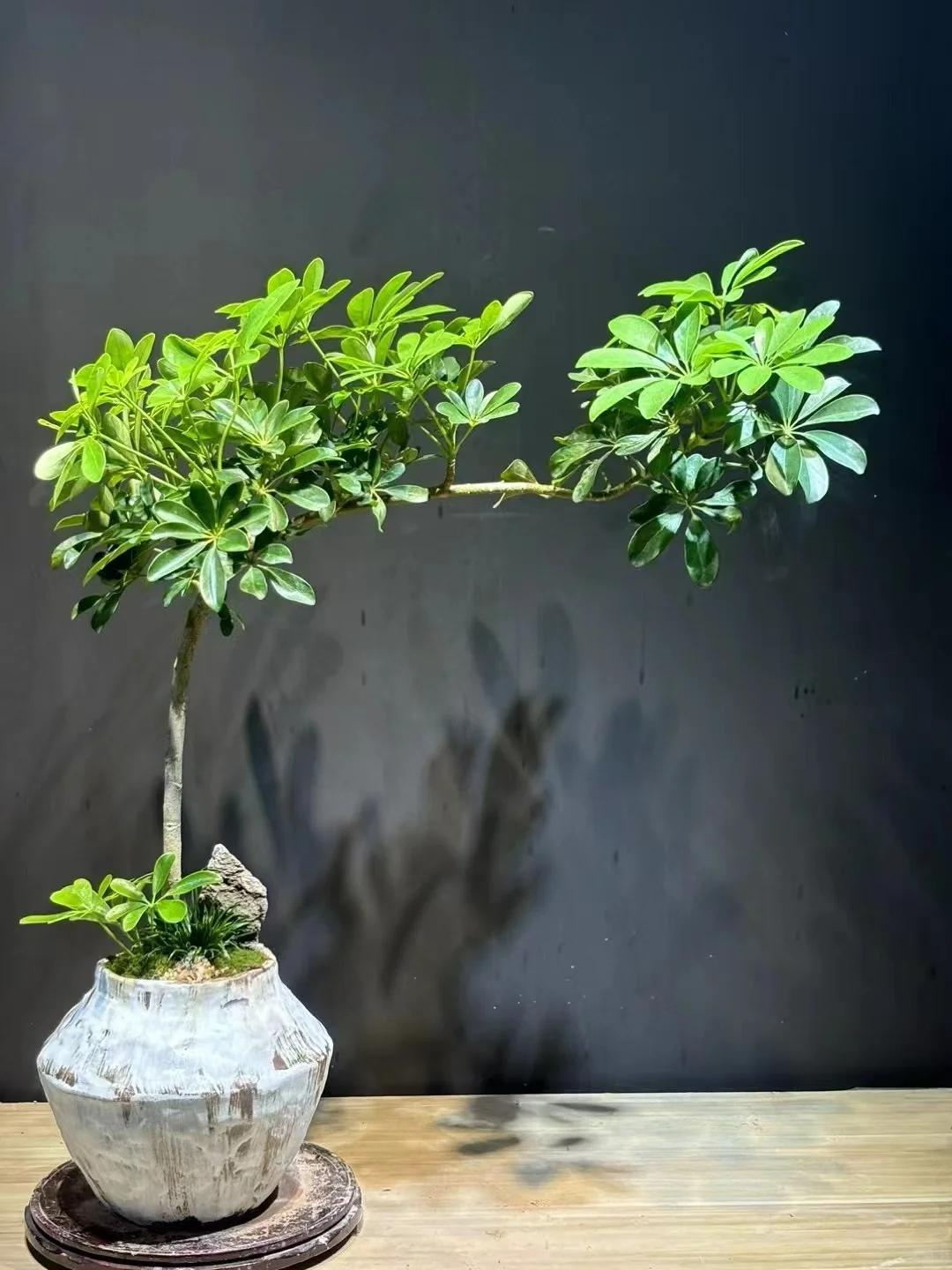 客廳養(yǎng)綠植適合有什么植物_適合在客廳養(yǎng)的綠植有哪些_客廳養(yǎng)綠植適合有什么花