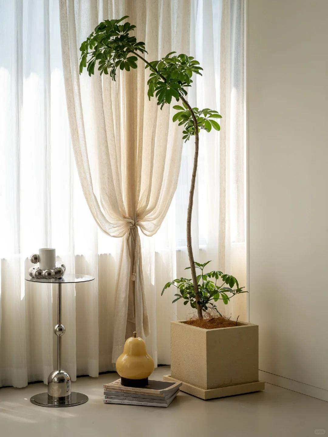 適合在客廳養(yǎng)的綠植有哪些_客廳養(yǎng)綠植適合有什么花_客廳養(yǎng)綠植適合有什么植物