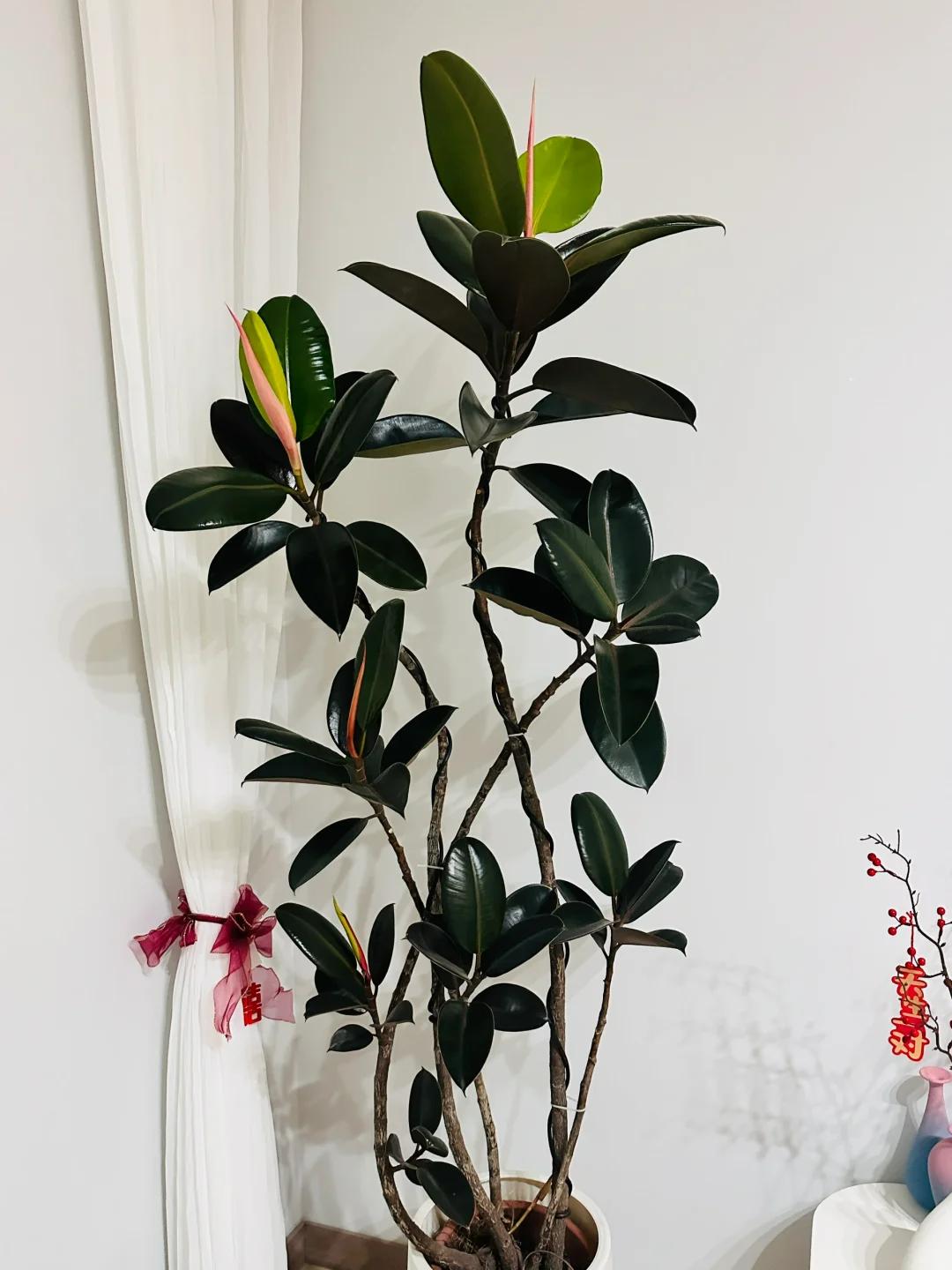 客廳養(yǎng)綠植適合有什么花_適合在客廳養(yǎng)的綠植有哪些_客廳養(yǎng)綠植適合有什么植物