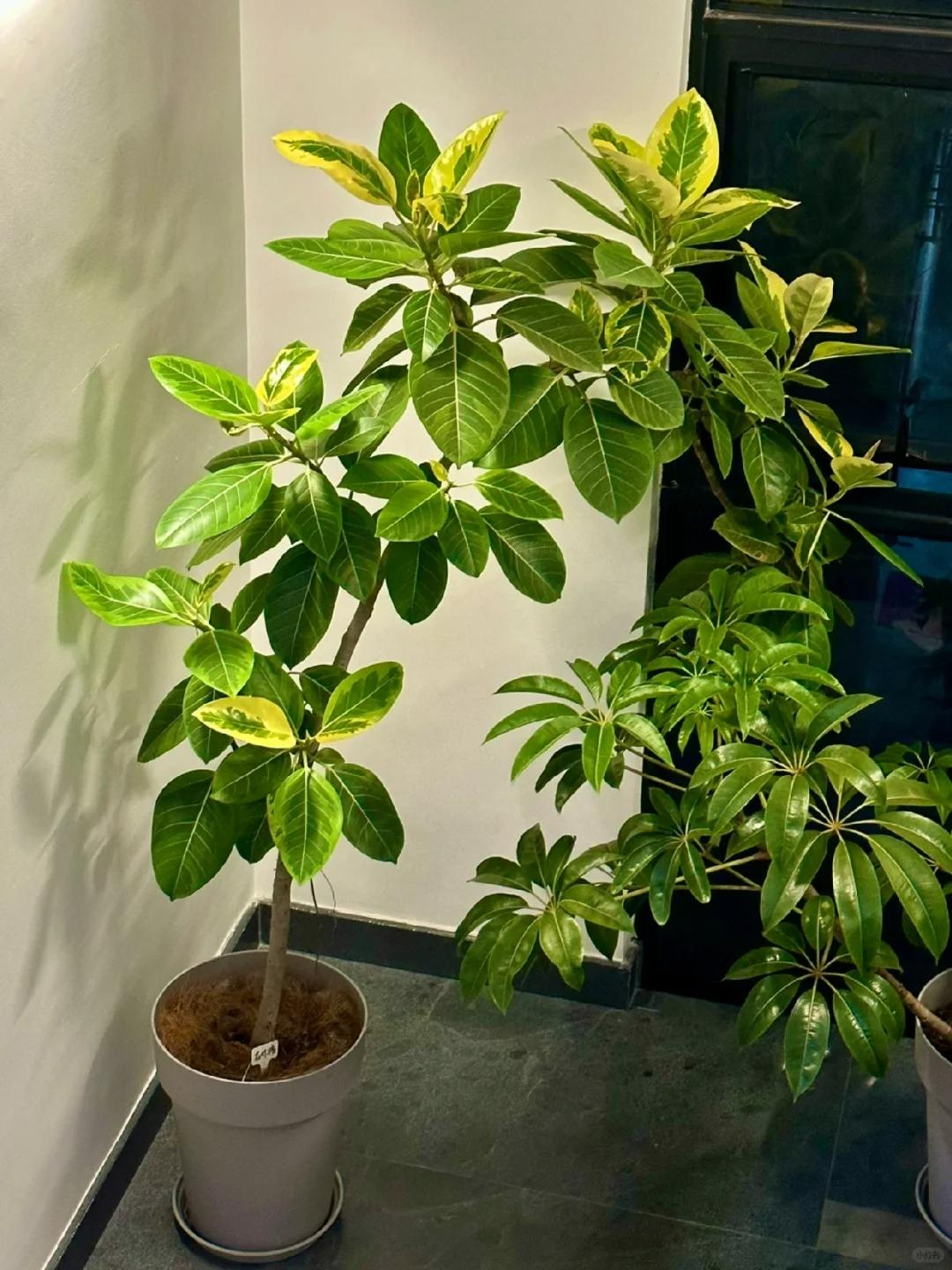 適合在客廳養(yǎng)的綠植有哪些_客廳養(yǎng)綠植適合有什么植物_客廳養(yǎng)綠植適合有什么花