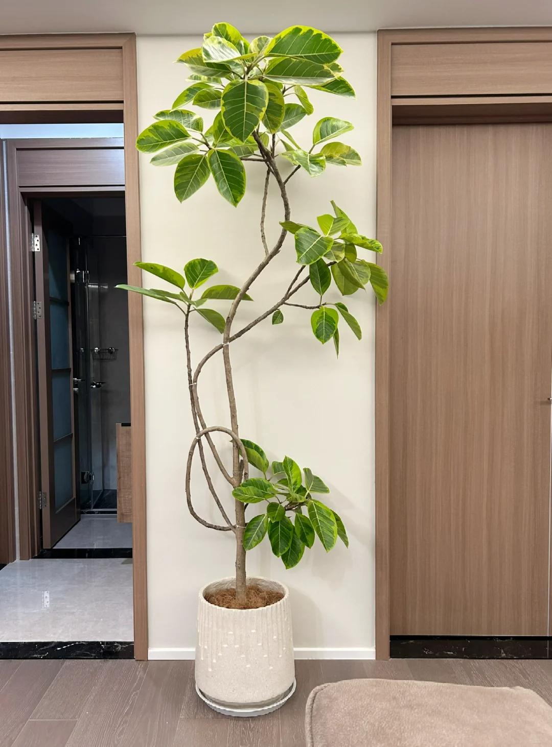 客廳養(yǎng)綠植適合有什么植物_客廳養(yǎng)綠植適合有什么花_適合在客廳養(yǎng)的綠植有哪些