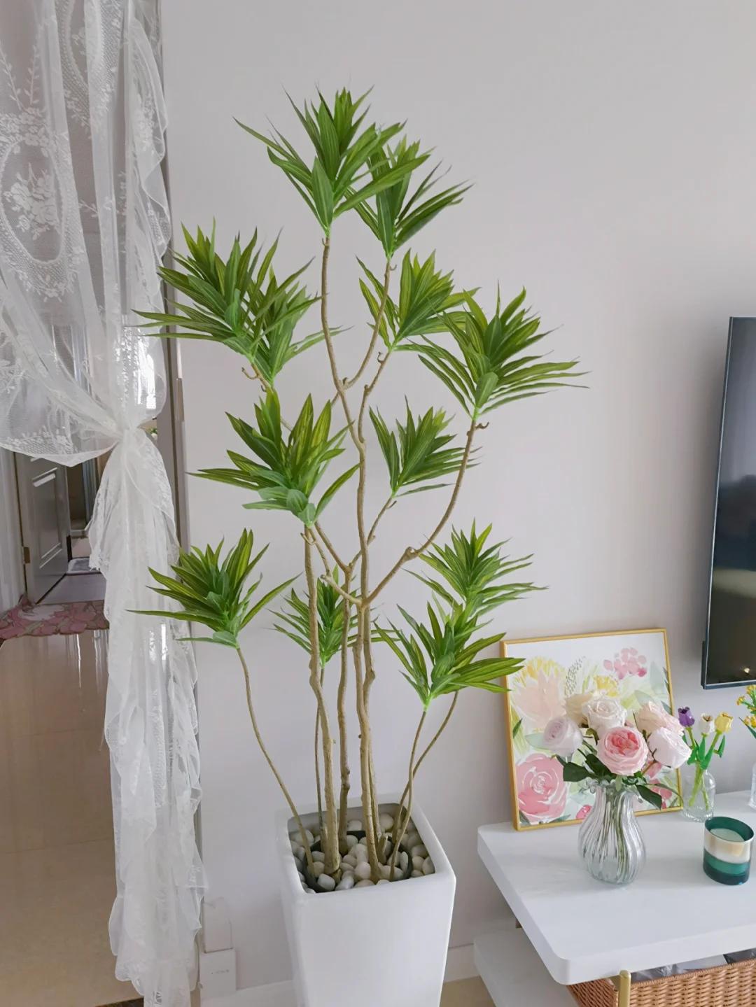 適合在客廳養(yǎng)的綠植有哪些_客廳養(yǎng)綠植適合有什么植物_客廳養(yǎng)綠植適合有什么花