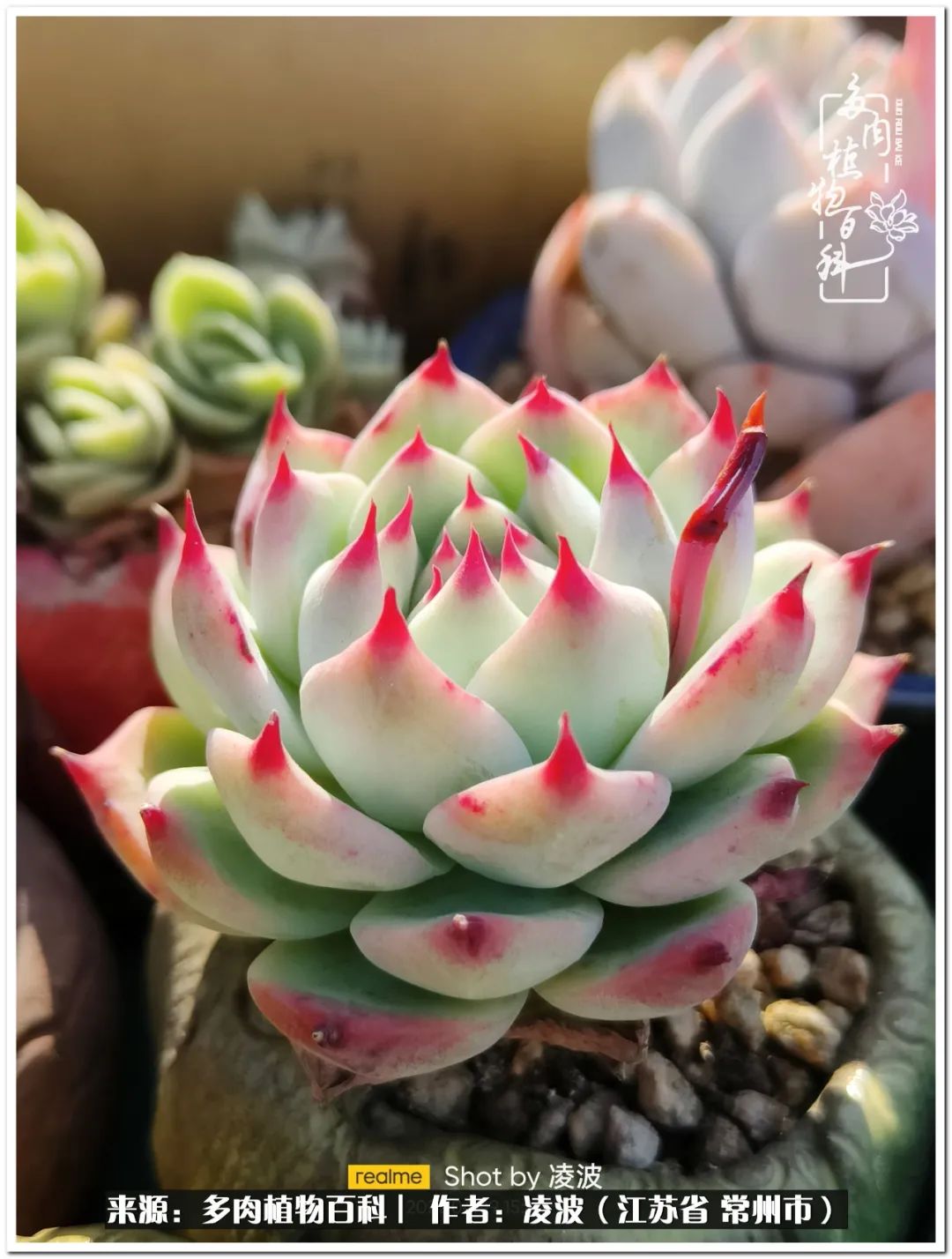 <strong>包郵區(qū)多肉的美好春色，愿我們?cè)谶@個(gè)深坑里永遠(yuǎn)快樂</strong>