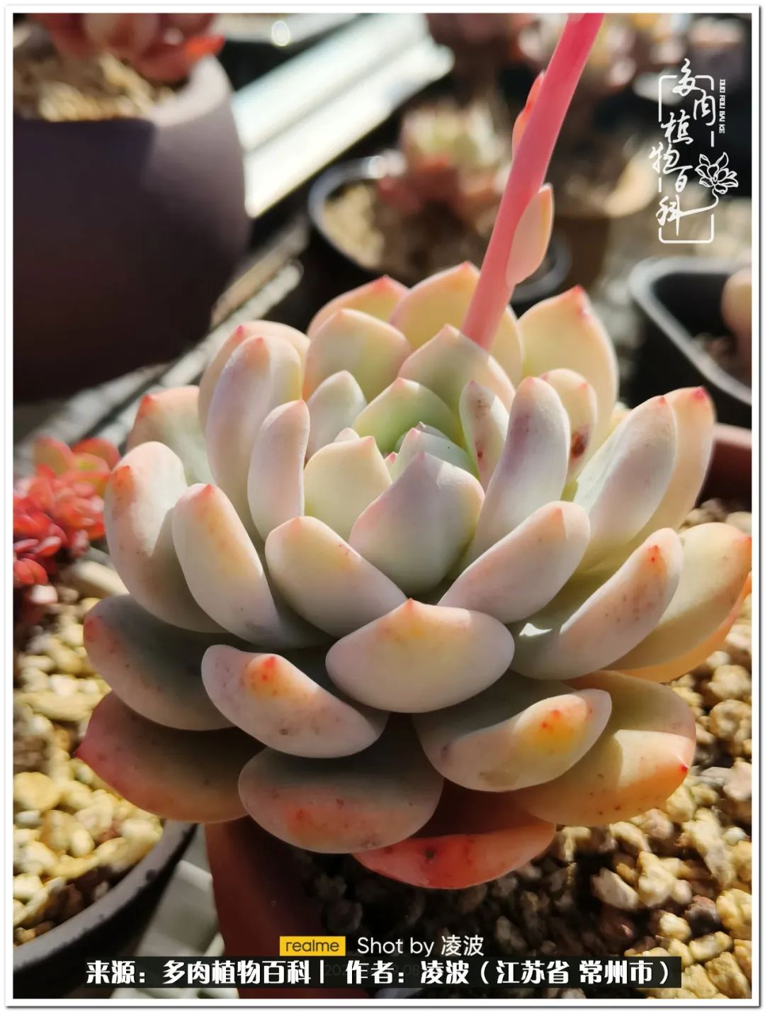 天鵝絨多肉好度夏嗎_多肉天鵝絨度夏難嗎_多肉天鵝絨好度夏嗎