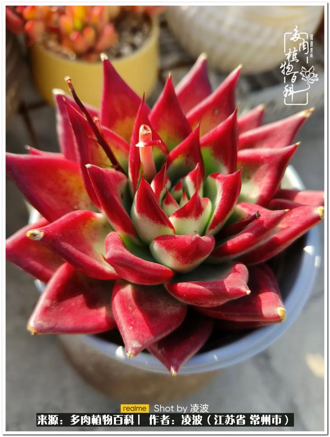 天鵝絨多肉好度夏嗎_多肉天鵝絨好度夏嗎_多肉天鵝絨度夏難嗎