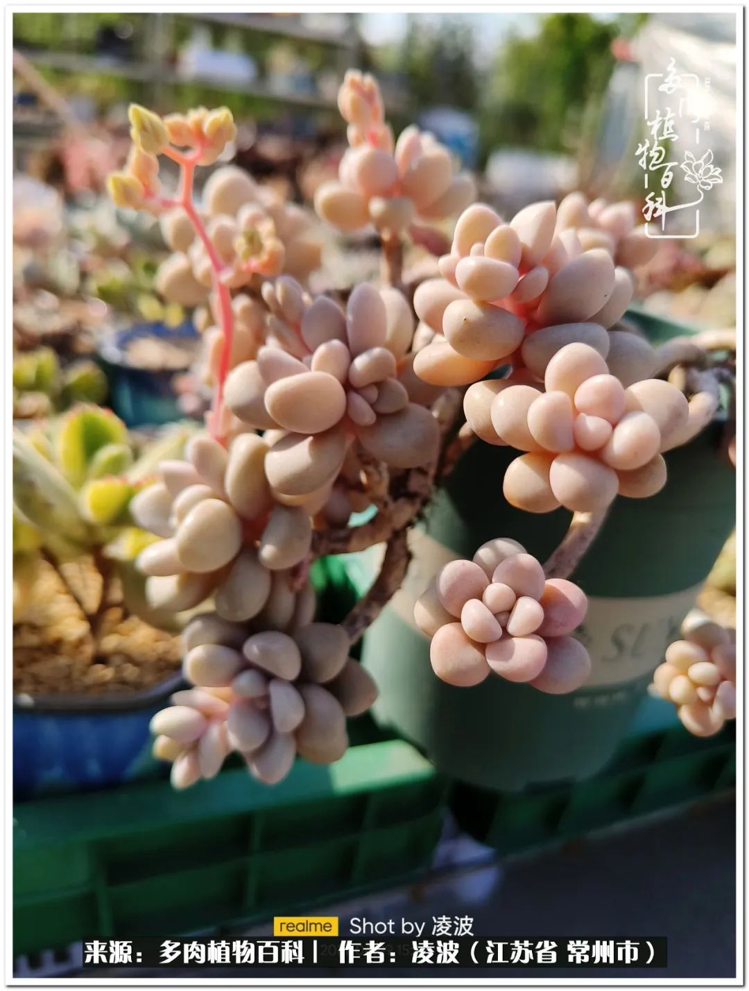 多肉天鵝絨度夏難嗎_天鵝絨多肉好度夏嗎_多肉天鵝絨好度夏嗎