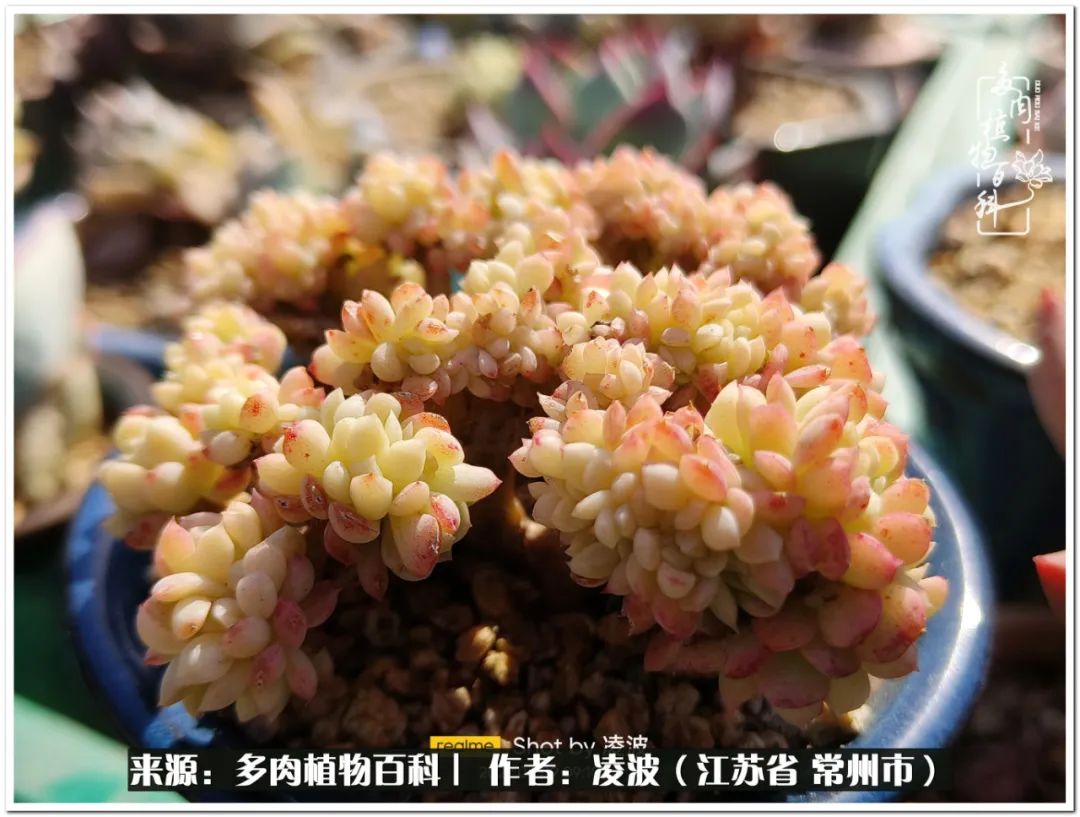 多肉天鵝絨度夏難嗎_多肉天鵝絨好度夏嗎_天鵝絨多肉好度夏嗎