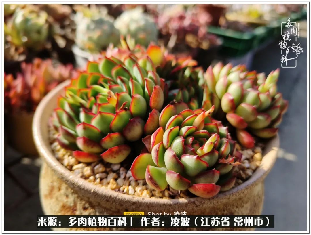 多肉天鵝絨度夏難嗎_多肉天鵝絨好度夏嗎_天鵝絨多肉好度夏嗎