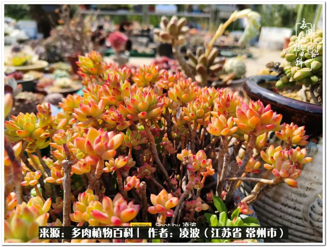 多肉天鵝絨度夏難嗎_多肉天鵝絨好度夏嗎_天鵝絨多肉好度夏嗎