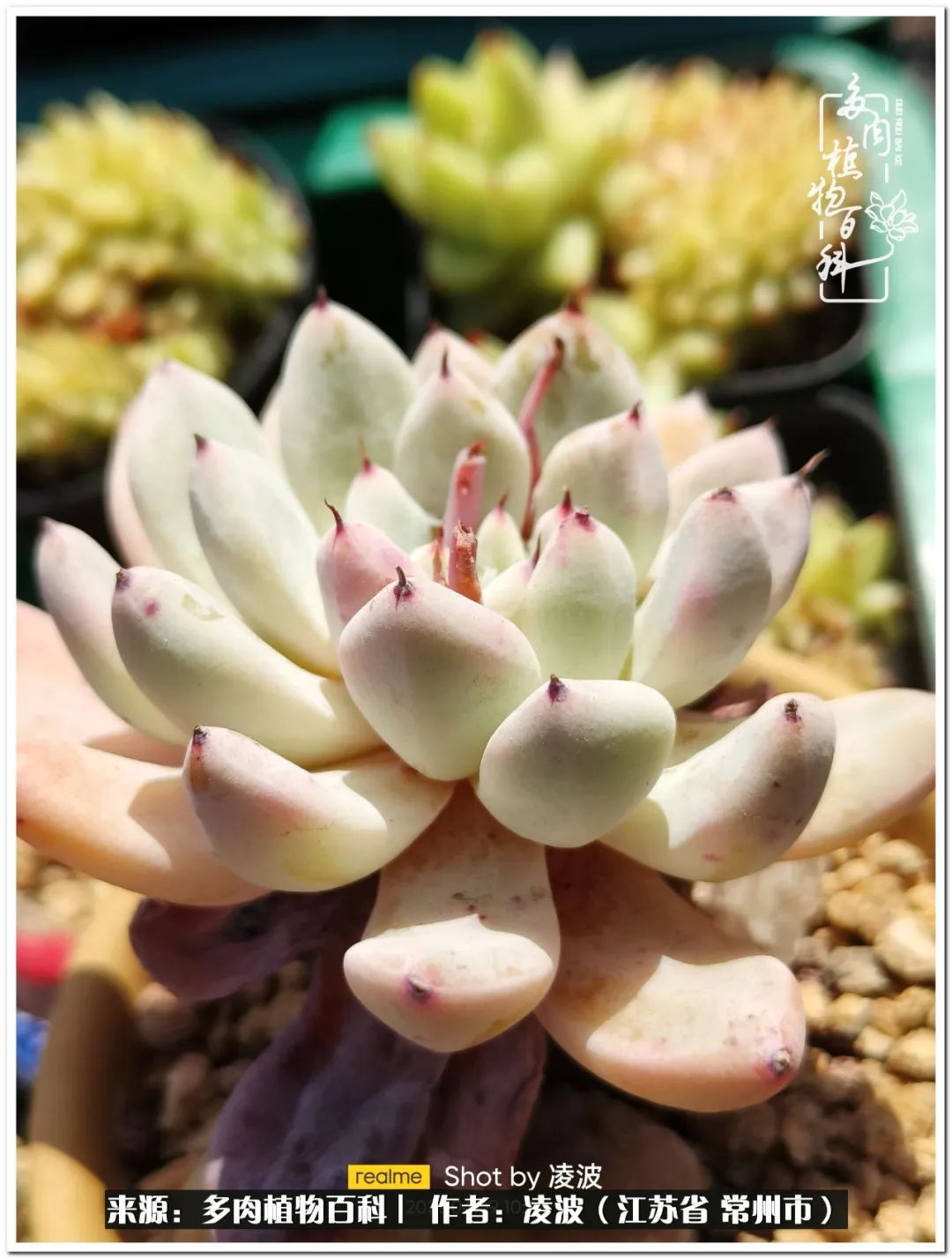 天鵝絨多肉好度夏嗎_多肉天鵝絨好度夏嗎_多肉天鵝絨度夏難嗎