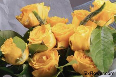 道歉送花送什么花_道歉送什么顏色的花_道歉送什么顏色的玫瑰花