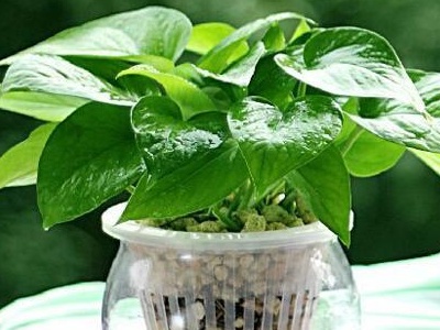 養(yǎng)植物家里會(huì)有螞蟻怎么辦_養(yǎng)植物家里有小飛蟲_家里養(yǎng)什么植物最好