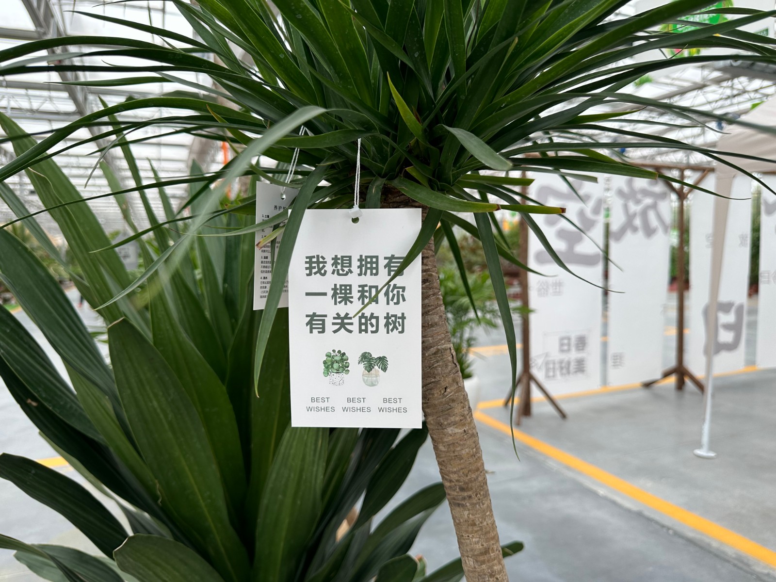 洛陽市花卉市場營業(yè)時(shí)間_洛陽花卉市場_洛陽花卉市場電話號碼