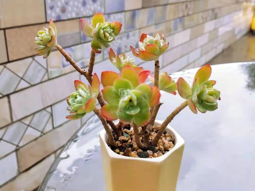 35塊入手的薄化妝多肉，養(yǎng)了7個月，如今蛻變得越來越美了