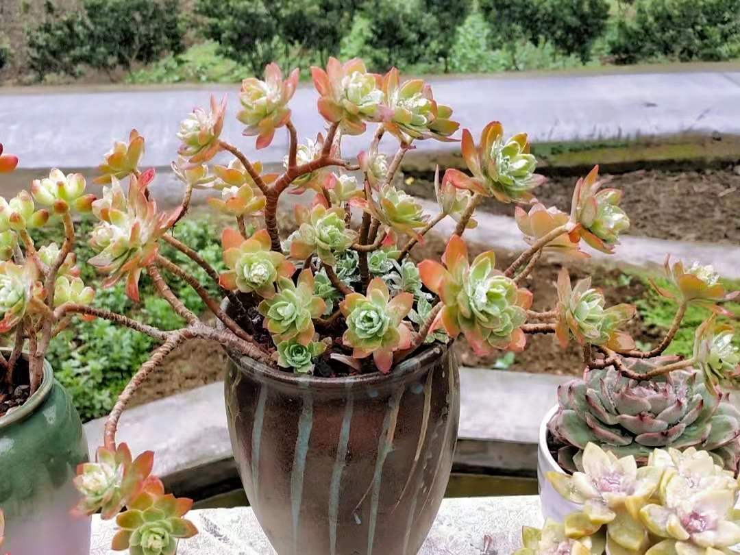 薄化妝多肉葉子發(fā)黃是什么情況_圓葉薄化妝多肉好養(yǎng)嗎_薄化妝多肉用什么盆