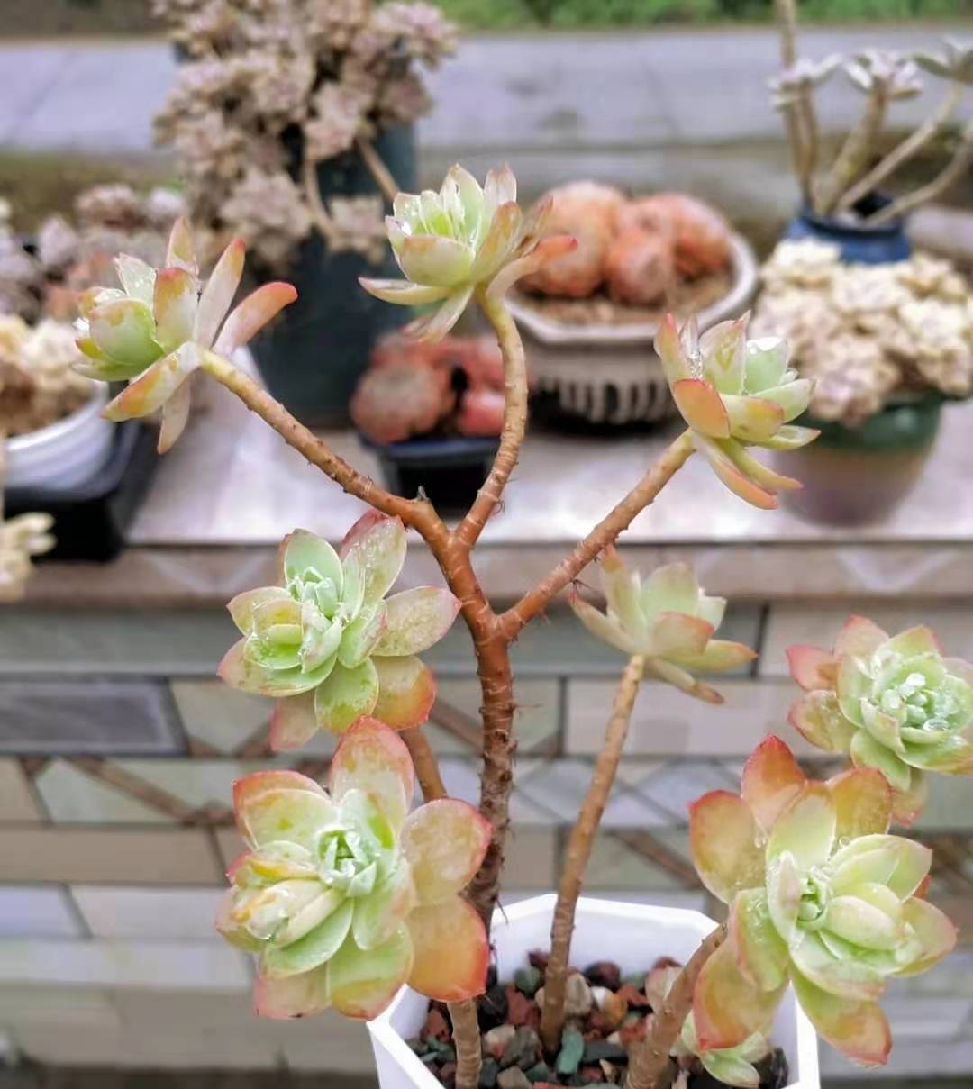 薄化妝多肉用什么盆_薄化妝多肉葉子發(fā)黃是什么情況_圓葉薄化妝多肉好養(yǎng)嗎