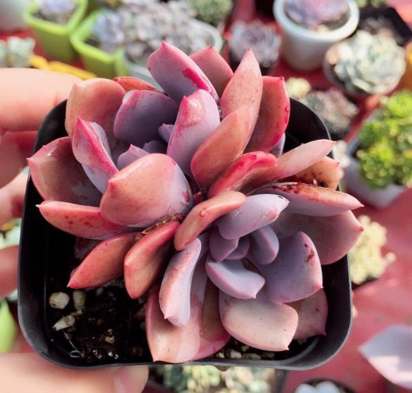 曬傷的多肉可以澆水嗎_多肉曬傷了可以恢復(fù)嗎_曬傷恢復(fù)多肉可以澆水嗎