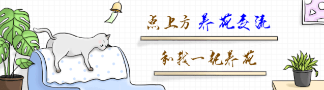 6種耐半陰的室內(nèi)開花植物，在窗臺上養(yǎng)著就能正常生長開花