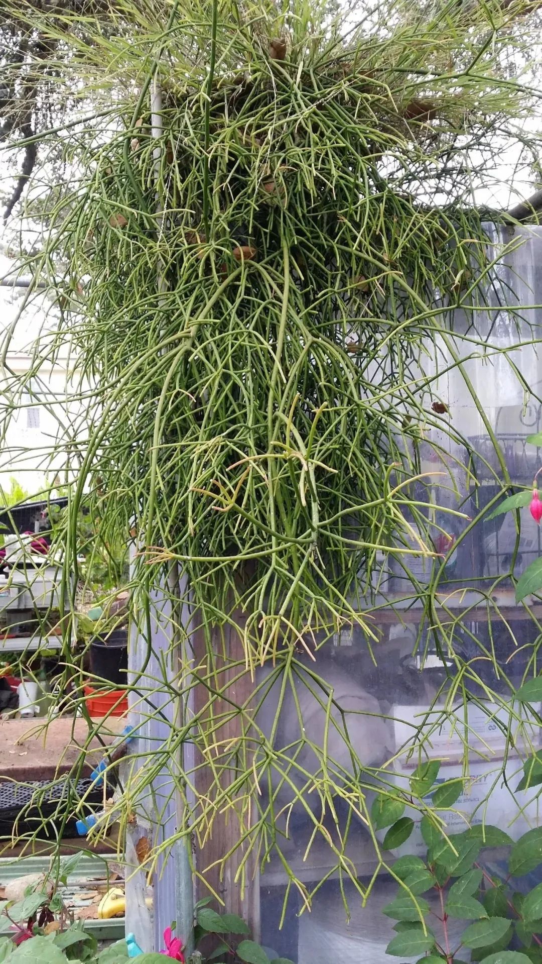 陰養(yǎng)花卉_半陰花卉有哪些_陰的花卉