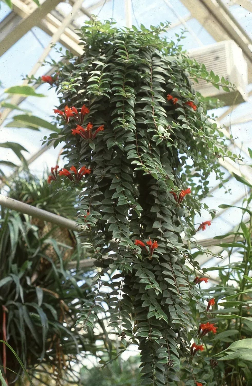 陰養(yǎng)花卉_陰的花卉_半陰花卉有哪些