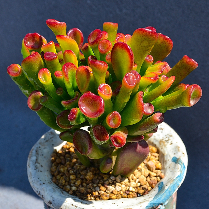 5種大氣又吉祥的盆栽年花，好看又好養(yǎng)，關(guān)鍵是寓意深遠