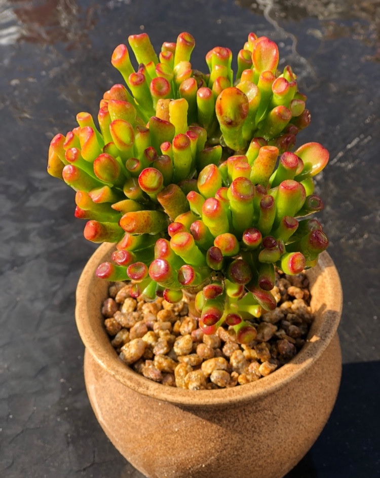 大盆植物客廳_客廳好養(yǎng)的大盆植物_盆栽客廳擺放