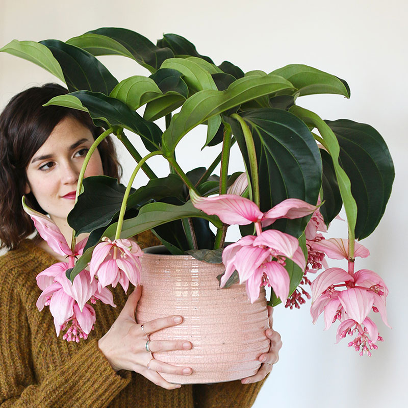 大盆植物客廳_盆栽客廳擺放_客廳好養(yǎng)的大盆植物