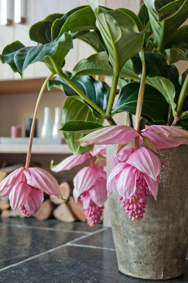 客廳好養(yǎng)的大盆植物_盆栽客廳擺放_大盆植物客廳