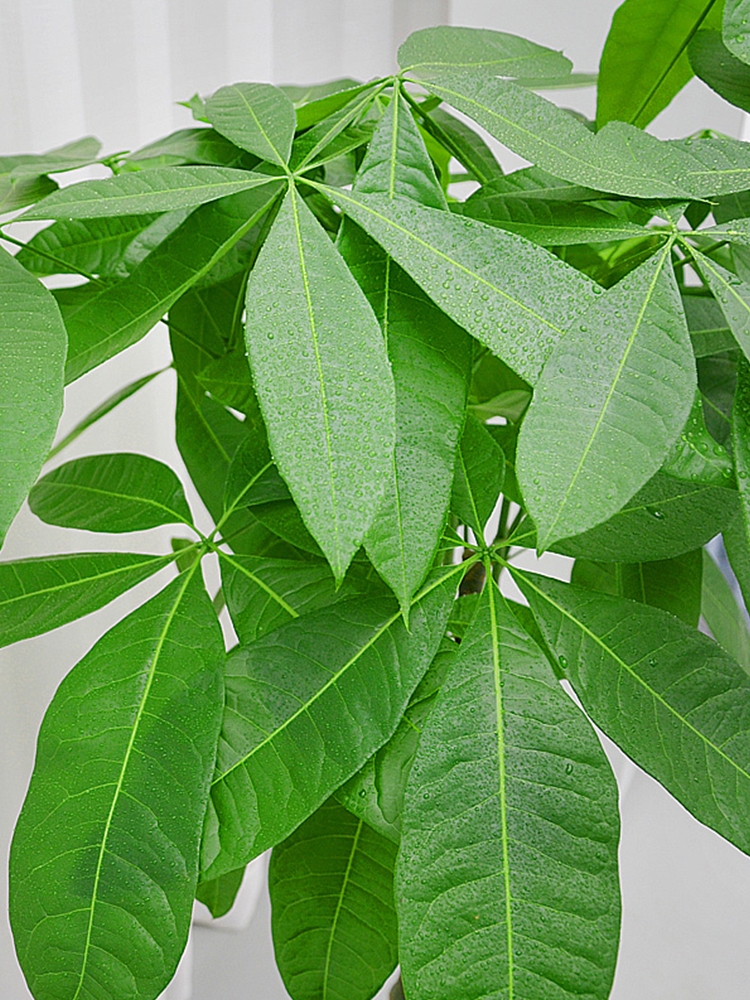 盆栽客廳擺放_客廳好養(yǎng)的大盆植物_大盆植物客廳