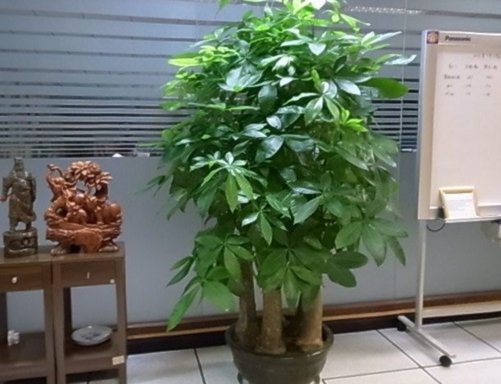 盆栽客廳擺放_客廳好養(yǎng)的大盆植物_大盆植物客廳