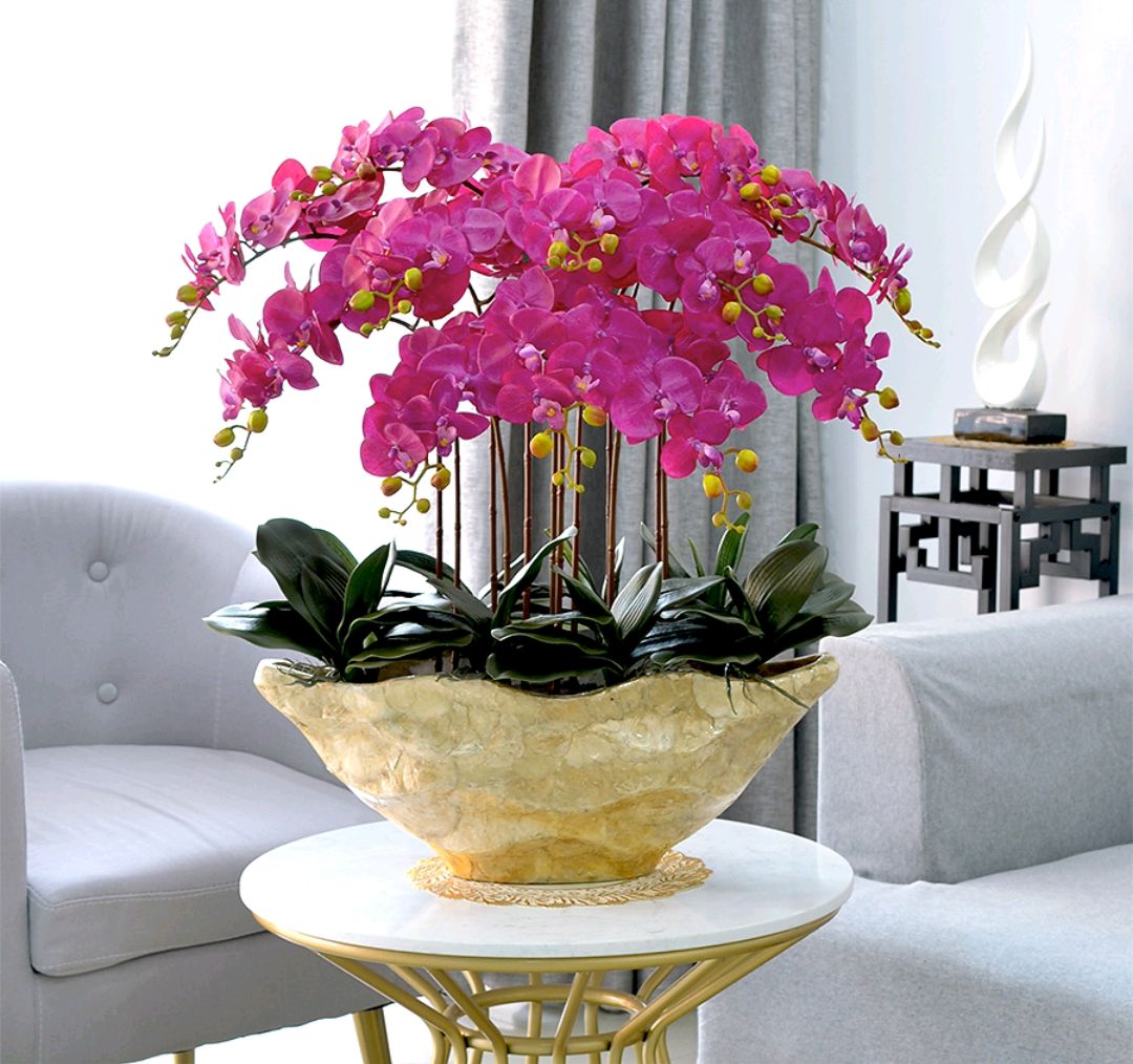 盆栽客廳擺放_大盆植物客廳_客廳好養(yǎng)的大盆植物