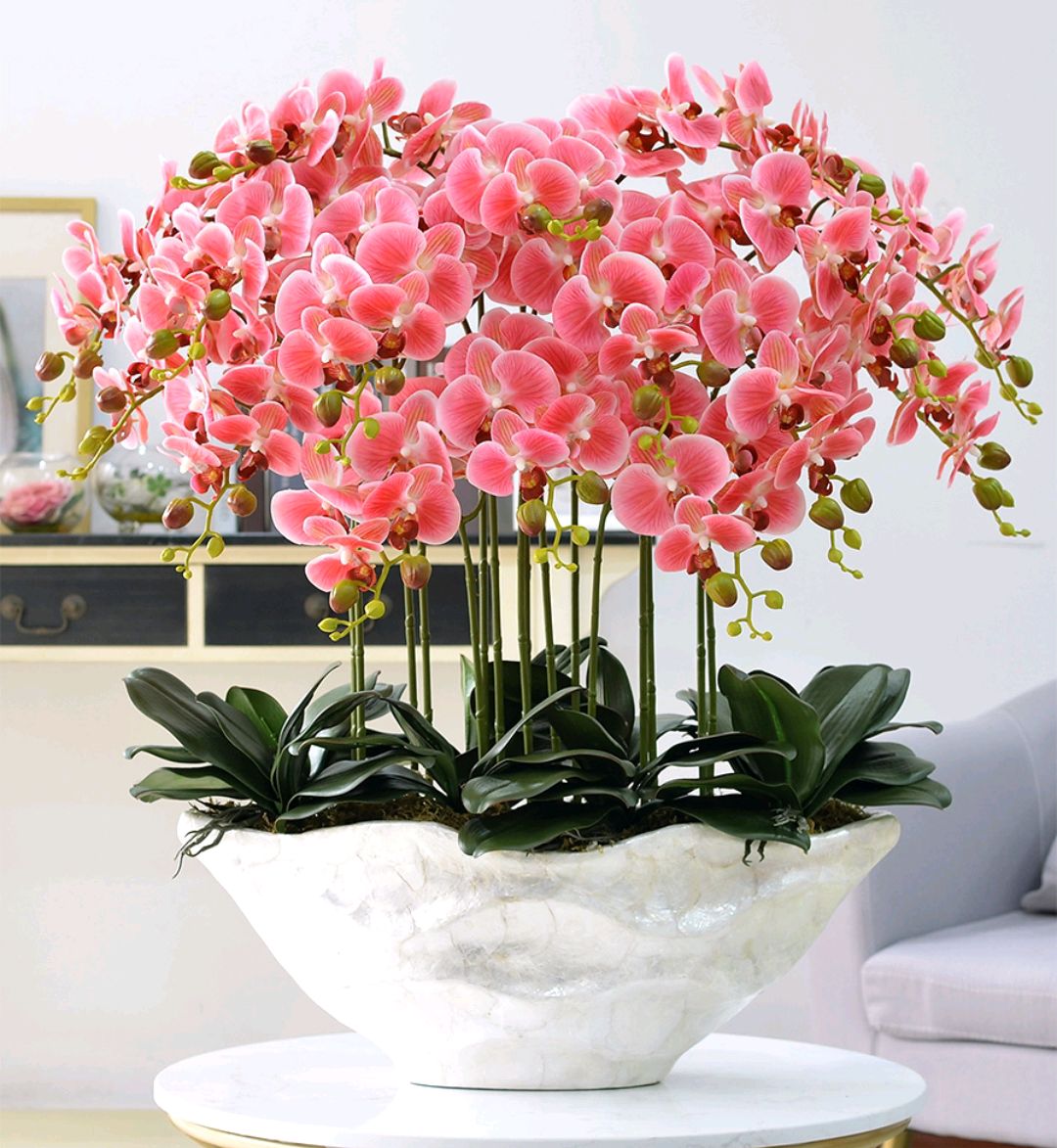 大盆植物客廳_盆栽客廳擺放_客廳好養(yǎng)的大盆植物