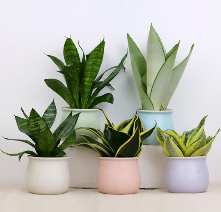 室內(nèi)養(yǎng)適合花耐陰的花卉_室內(nèi)耐陰盆栽花卉_什么花耐陰適合室內(nèi)養(yǎng)