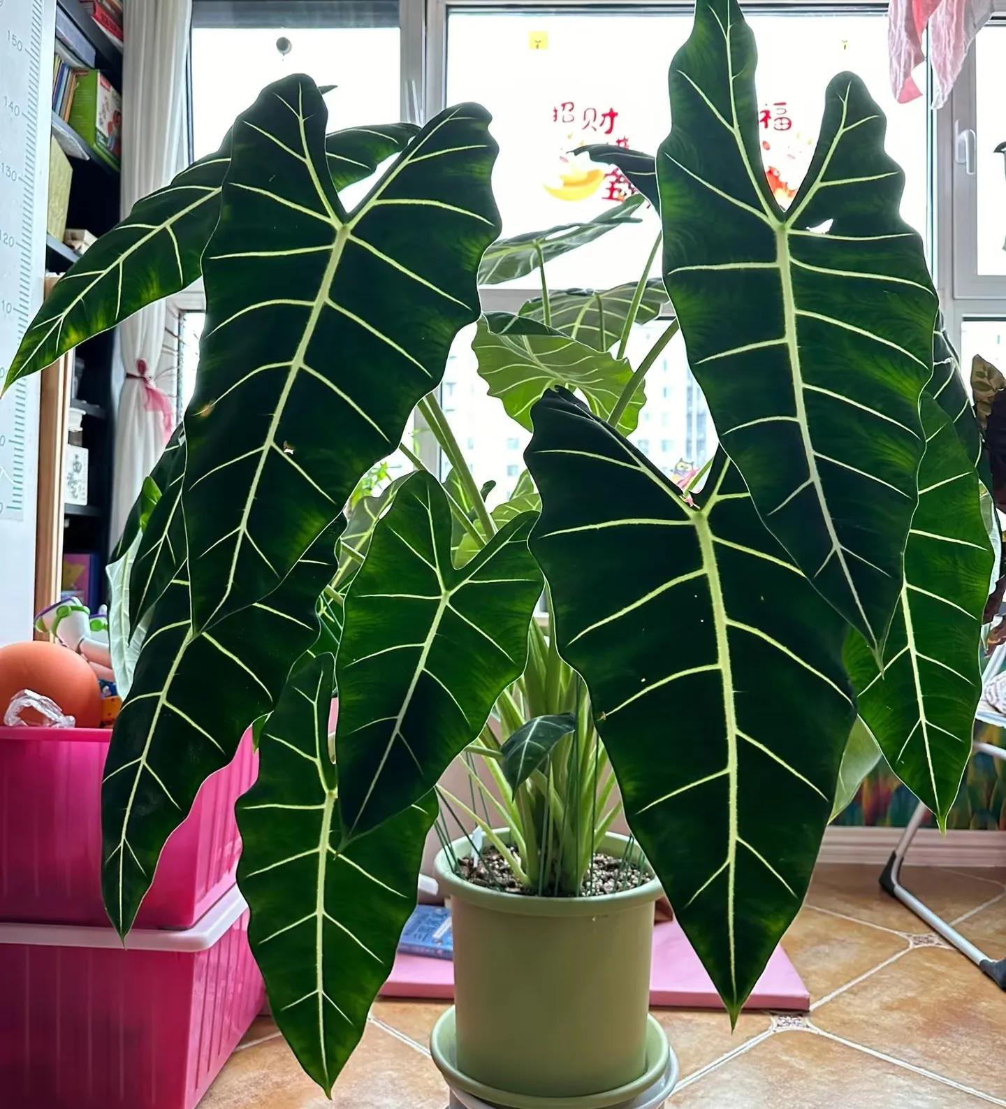 客廳綠植如何擺放_(tái)客廳裝飾植物_客廳裝飾綠植