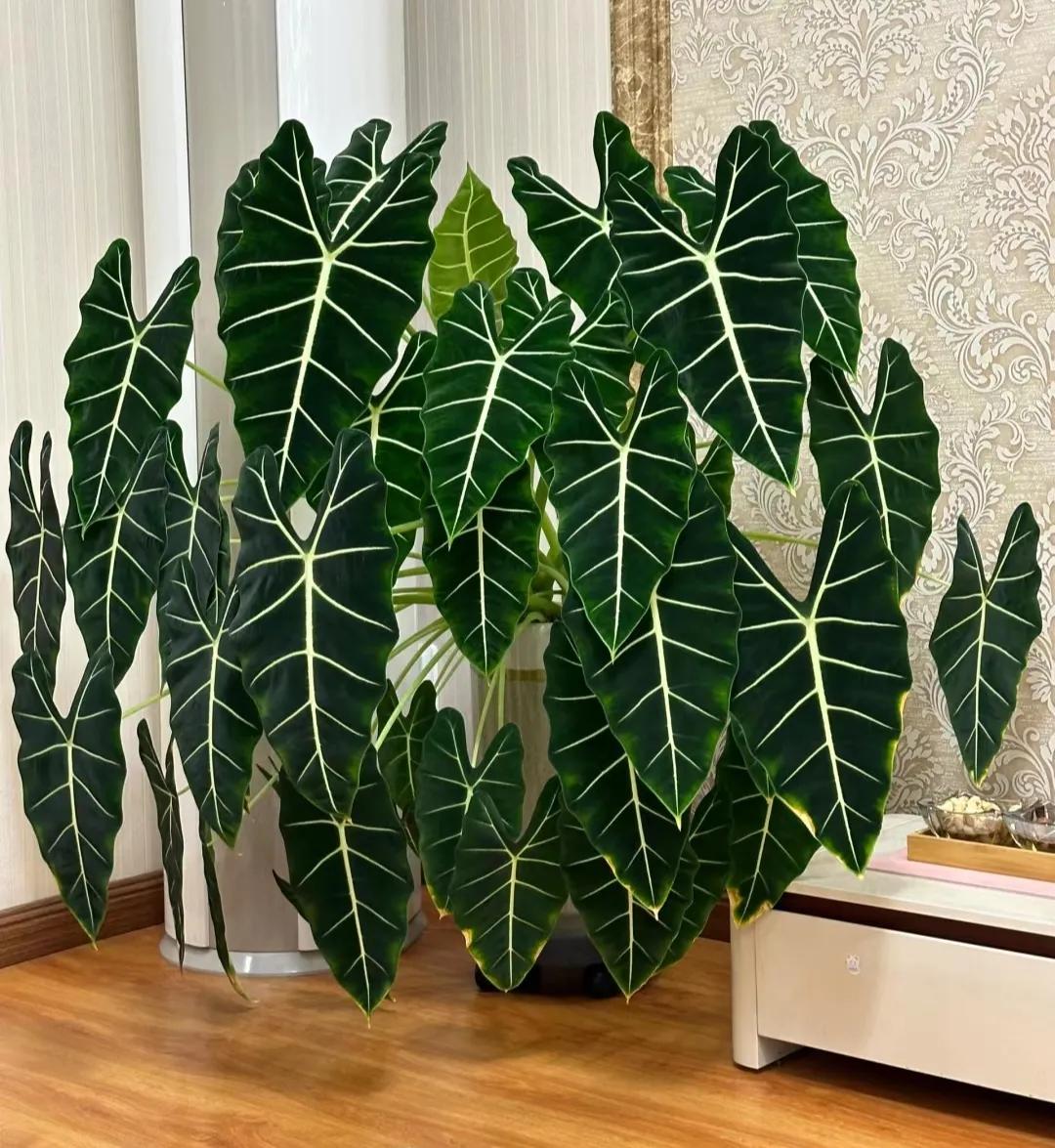 客廳綠植如何擺放_(tái)客廳裝飾植物_客廳裝飾綠植