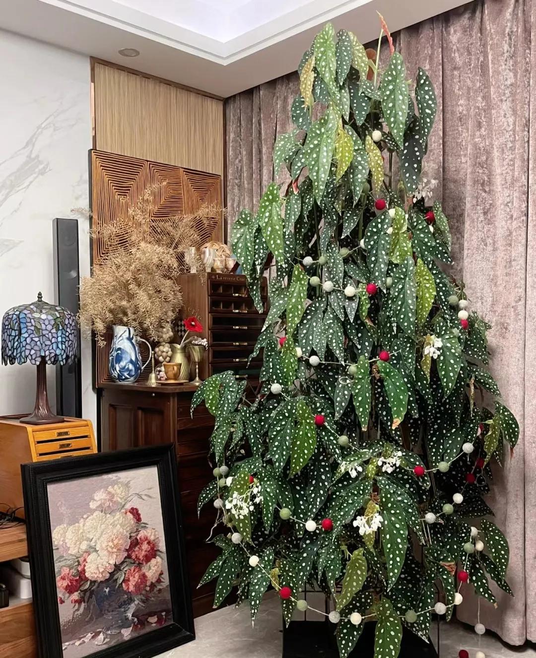 客廳綠植如何擺放_(tái)客廳裝飾綠植_客廳裝飾植物