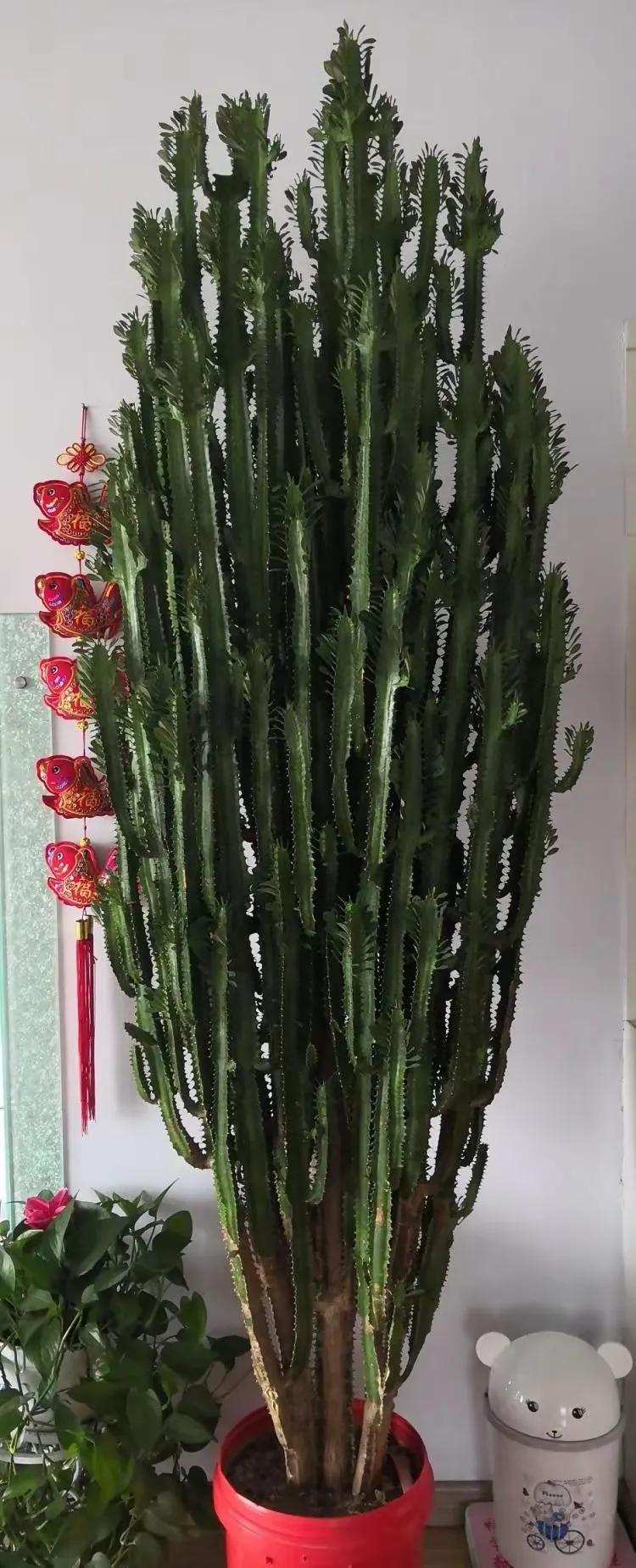 客廳裝飾綠植_客廳綠植如何擺放_(tái)客廳裝飾植物