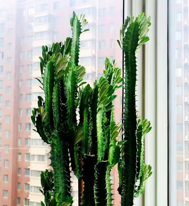 客廳裝飾綠植_客廳裝飾植物_客廳綠植如何擺放