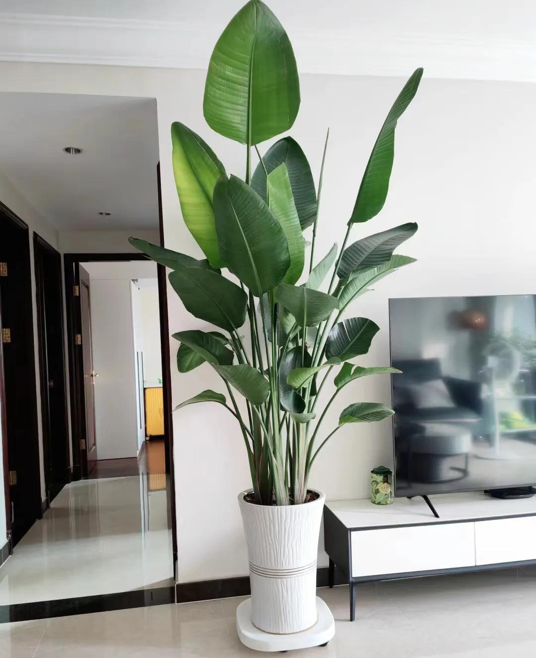 客廳綠植如何擺放_(tái)客廳裝飾植物_客廳裝飾綠植