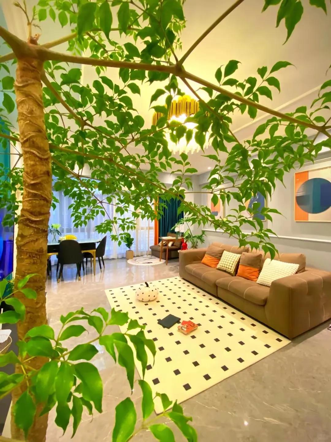 客廳裝飾植物_客廳裝飾綠植_客廳綠植如何擺放