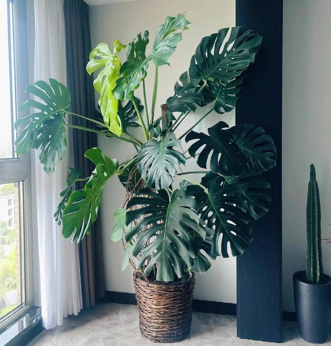 客廳綠植如何擺放_(tái)客廳裝飾植物_客廳裝飾綠植