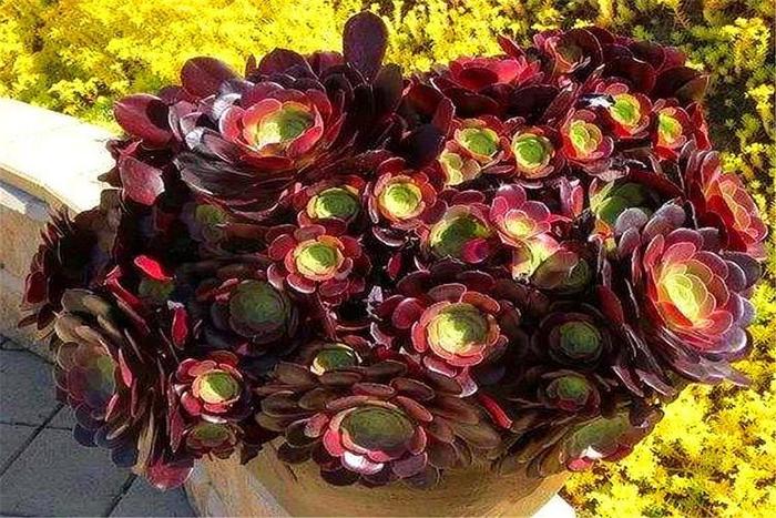 多肉紫羊絨，顏值高，爆頭快，養(yǎng)護(hù)牢記“9個(gè)字”，最適合新手