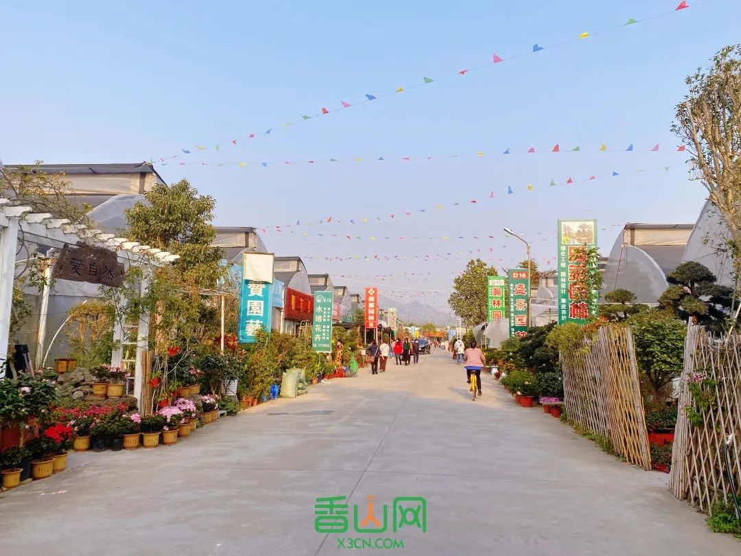 珠?；ɑ苁袌瞿睦锉阋薩珠海市花卉批發(fā)市場_珠?；ɑ苁袌雠l(fā)市場