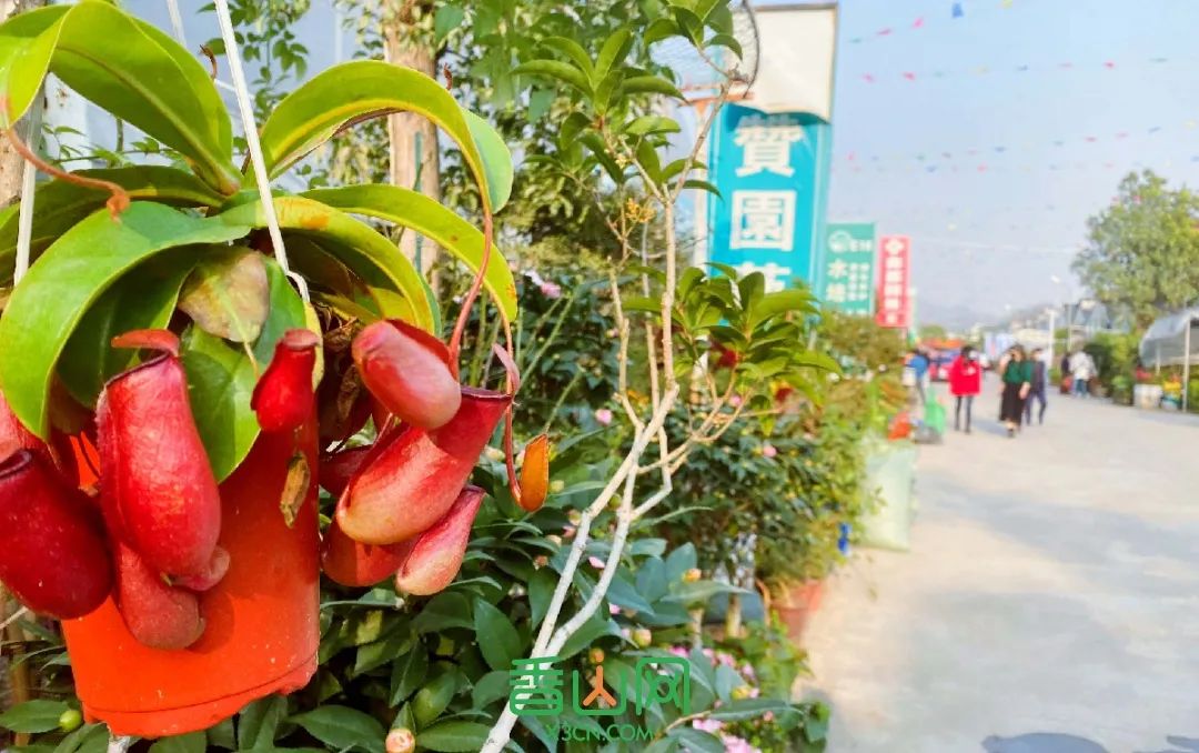 珠海花卉市場批發(fā)市場_珠海市花卉批發(fā)市場_珠?；ɑ苁袌瞿睦锉阋?/></p>
<p>很多家庭都是拉著拖車來買的，花街里多的是一家大小一起來逛的溫馨場面。</p>
<p>大人聽店家講對應(yīng)的寓意和價(jià)格，心里樂開了花。而小孩心里，只有那些開得熱熱鬧鬧的美麗鮮花。</p>
<p>總之每個(gè)人，都能在花街里得到皆大歡喜。</p>
<p><img src=