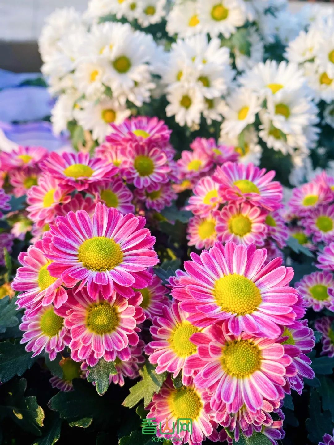 珠?；ɑ苁袌雠l(fā)市場_珠?；ɑ苁袌瞿睦锉阋薩珠海市花卉批發(fā)市場